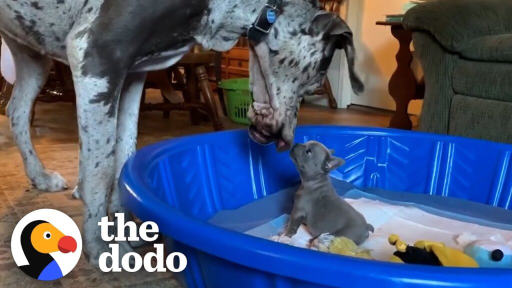 1-Pound Frenchie Puppy Bites 125-Pound Great Dane's Face Nonstop | The Dodo Little But Fierce