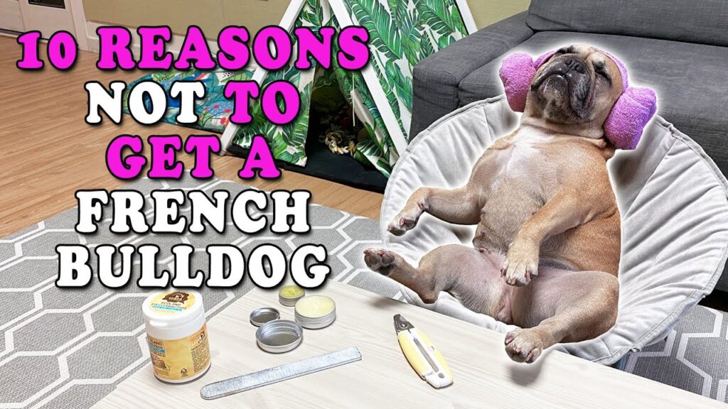10 Reasons NOT To Get A French Bulldog