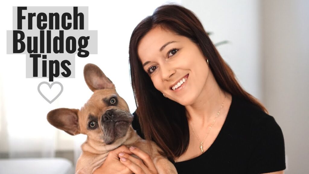 5 Tips for French Bulldog Owners