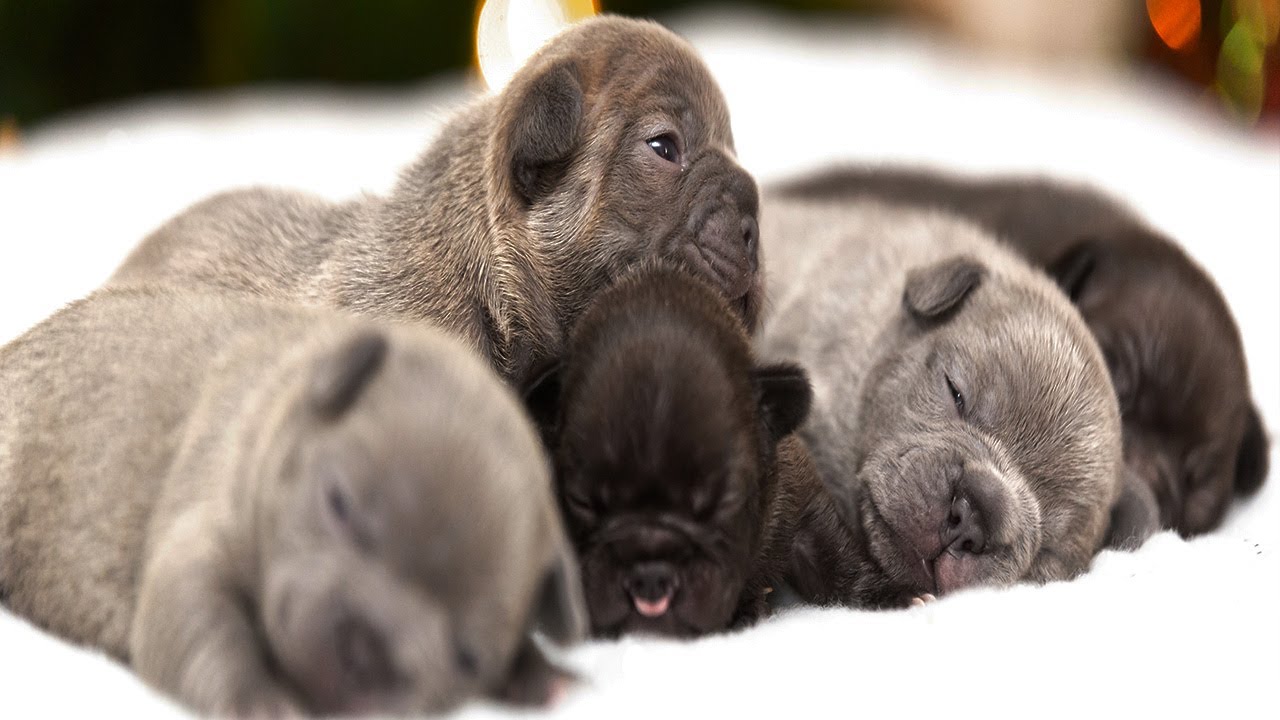 Adorable French Bulldog Puppies on Christmas Morning