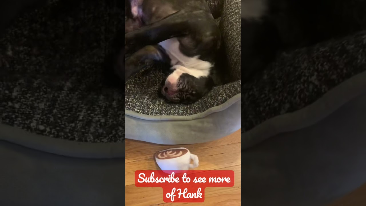 Adorable French bulldog plays with his toys