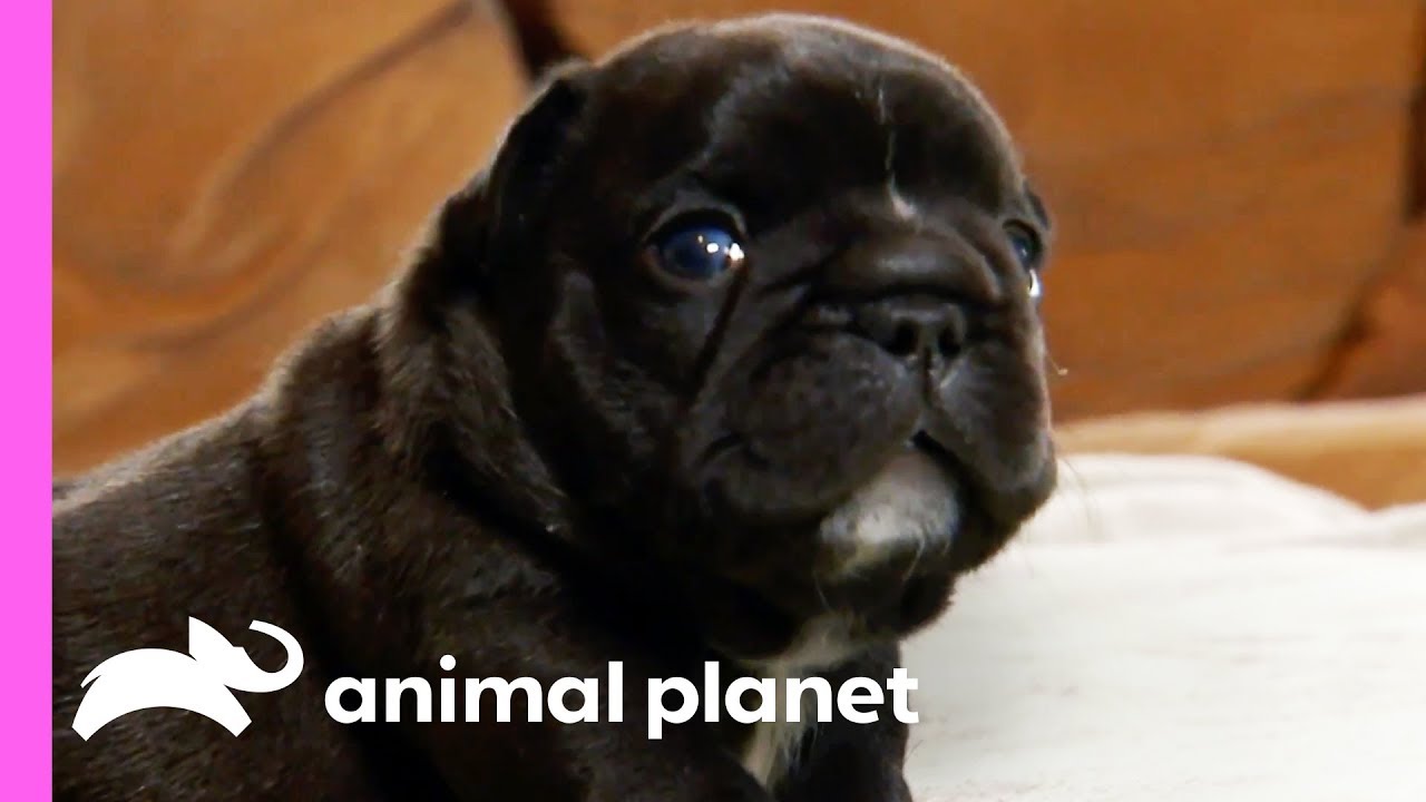 Adventurous French Bulldog Pups Can Get Up To All Sorts Of Mischief! | Too Cute!