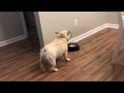 Angry French Bulldog on Diet Throws Tantrums for Not Getting Food – 1065754