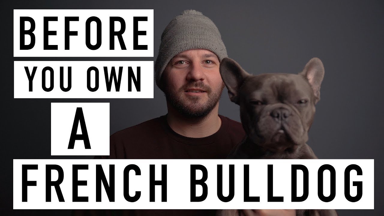 BEFORE YOU OWN A FRENCH BULLDOG