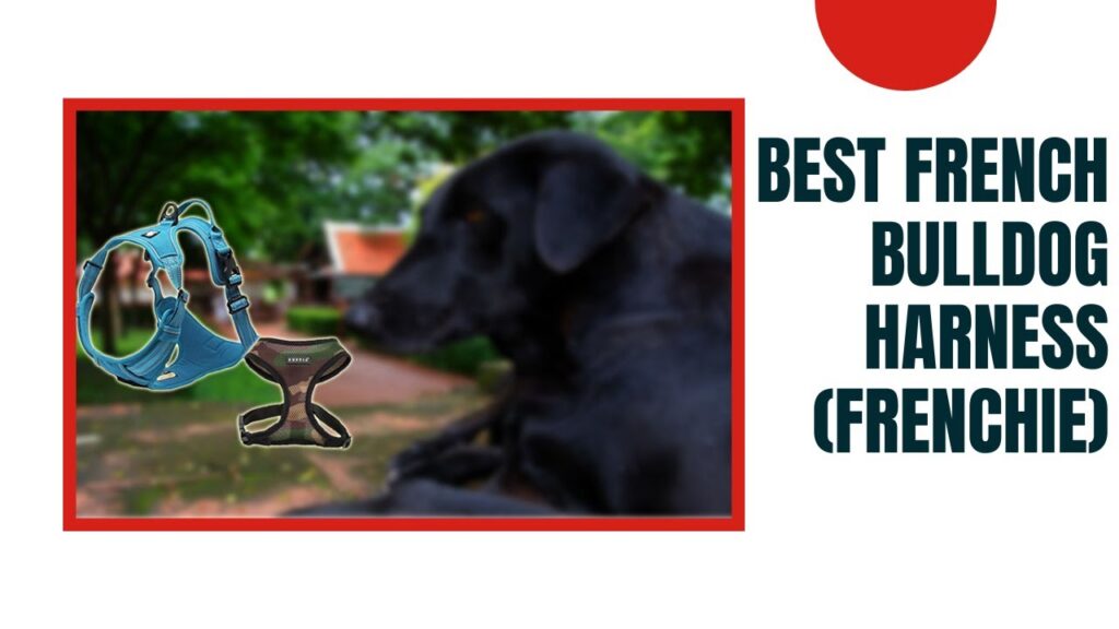Best French Bulldog Harness (Frenchie)