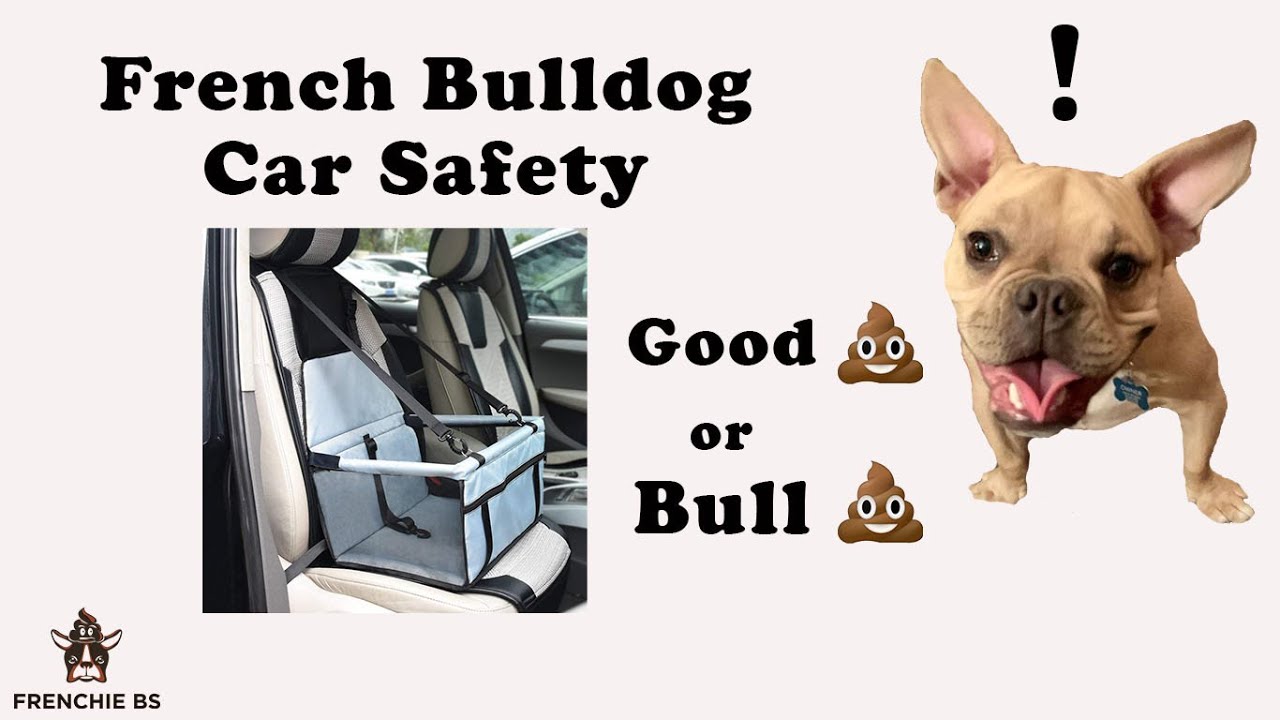 Best Way To Keep a French Bulldog Safe in a Vehicle?