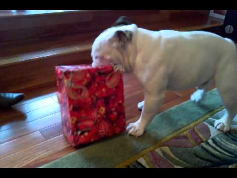 Bulldog Meech opening gift for Xmas 2010 (Part1)
