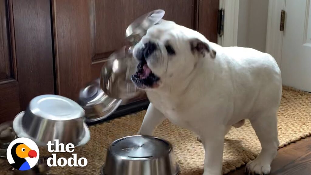 Bulldog Obsessed With Bowls Gets A Special Delivery | The Dodo