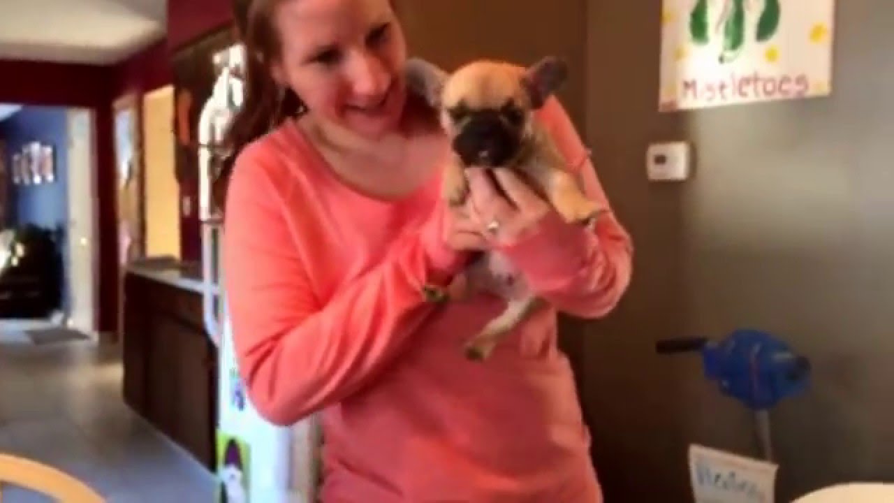 Christmas surprise gift French Bulldog puppy