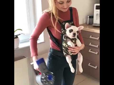 Comfy French Bulldog (Pet) Carrier