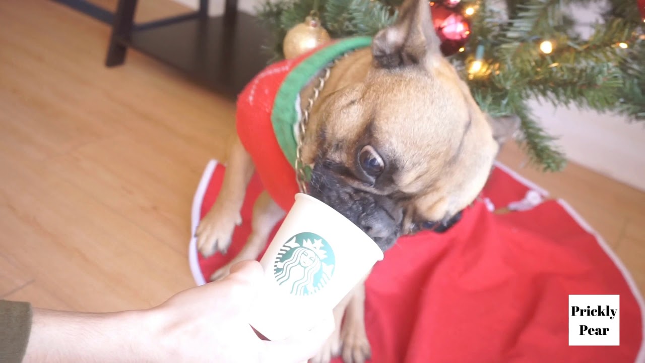 Cute French Bulldog Christmas Video // Puppacino & Ugly Sweater