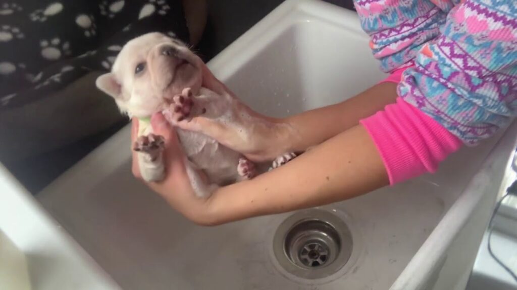 Cute Puppies | How to wash a Puppy | French bulldog puppy