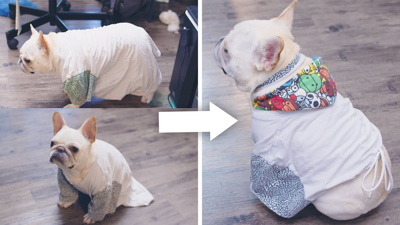 DIY your old shirt for French Bulldog