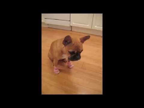 Darby the amazing french bulldog with socks