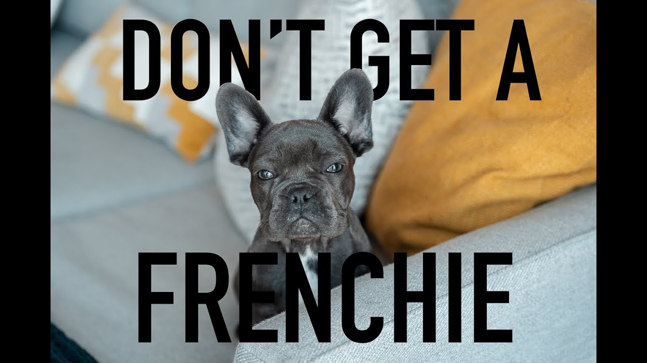 Don't Buy A French Bulldog | Problems with French Bulldogs | Before You Own A French Bulldog