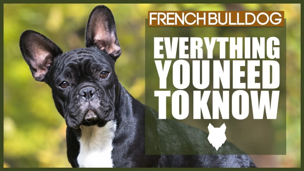 FRENCH BULLDOG 101! Everything You Need To Know