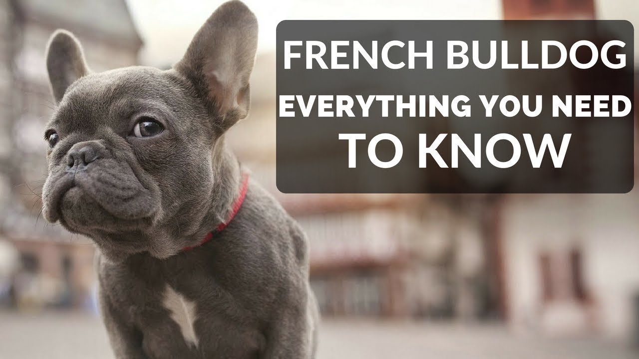 FRENCH BULLDOG 101 - Everything You Need To Know About Owning A French Bull Dog Puppy