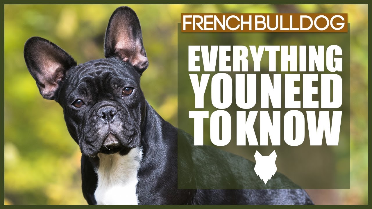 FRENCH BULLDOG 101! Everything You Need To Know
