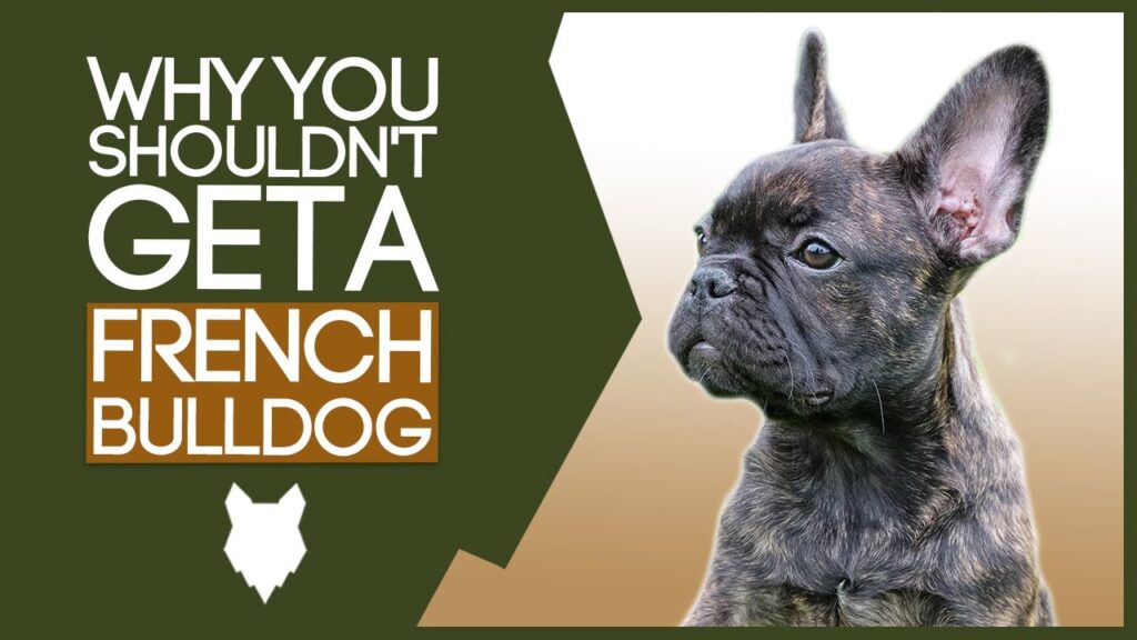 FRENCH BULLDOG! 5 Reasons you SHOULD NOT GET A French Bulldog Puppy!