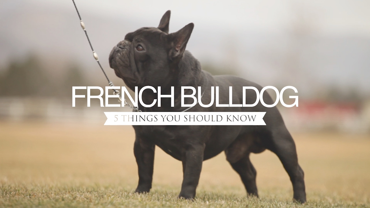 FRENCH BULLDOG FIVE THINGS YOU SHOULD KNOW