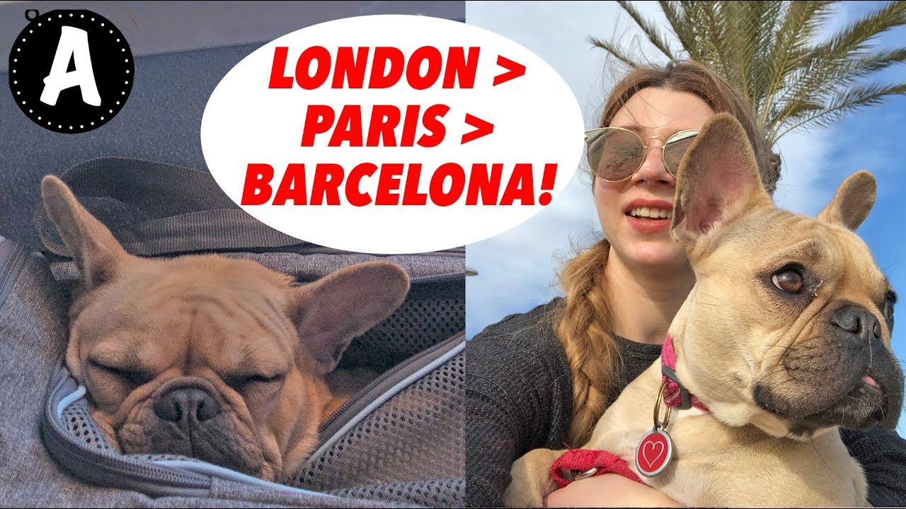 FRENCH BULLDOG TRAVEL | LONDON TO BARCELONA