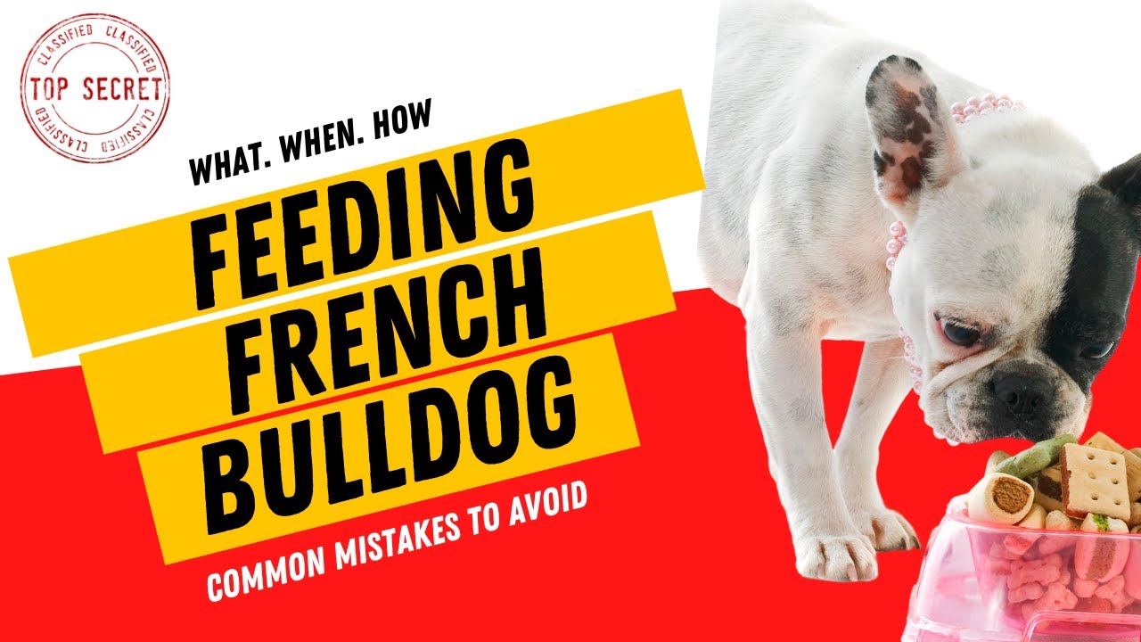 Feeding French Bulldog Puppy - What When How