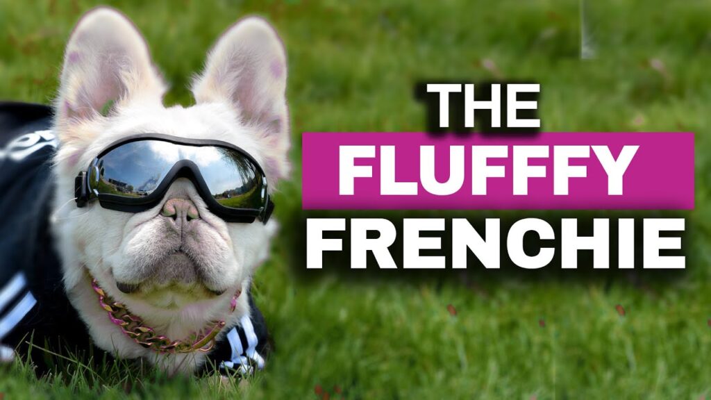 Fluffy French Bulldogs