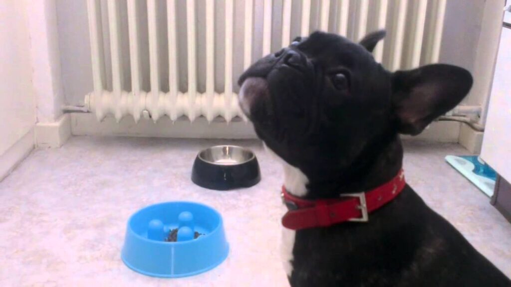 Frankie is complaining about his new bowl – 4 months old french bulldog puppy HD