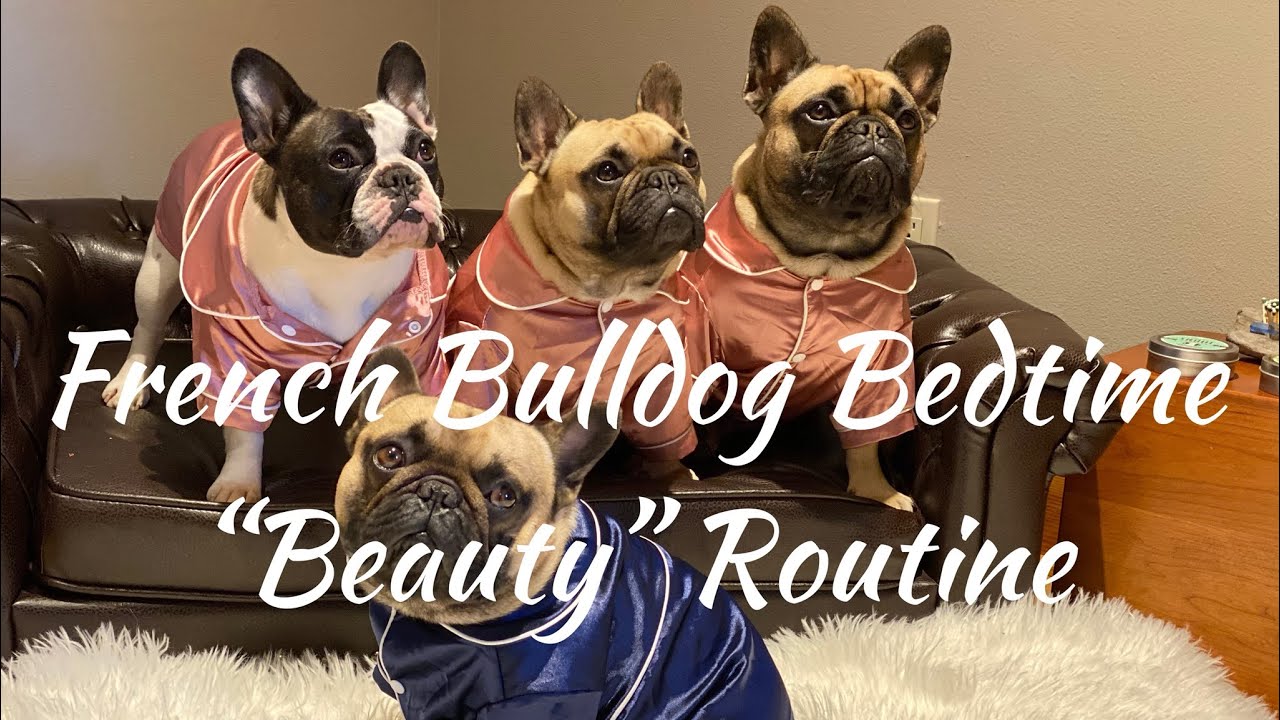 French Bulldog Bedtime “Beauty” Routine