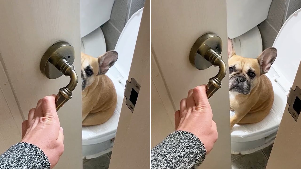 French Bulldog Caught Using The Toilet