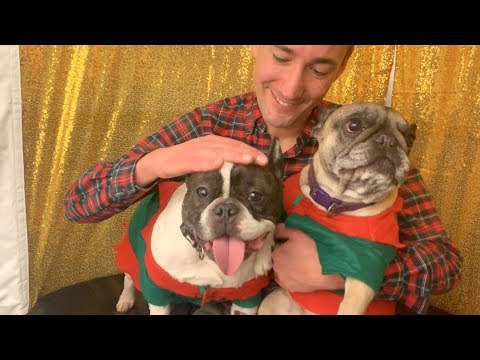 French Bulldog Christmas Fair (Eric Charming vlogs)