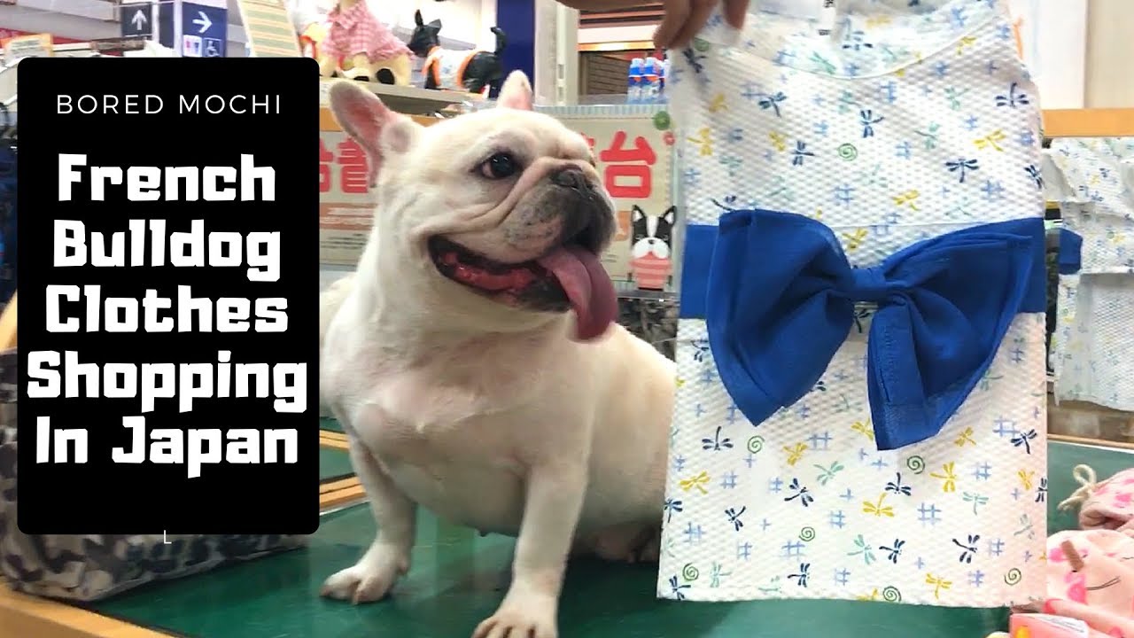 French Bulldog Clothes Shopping In Japan