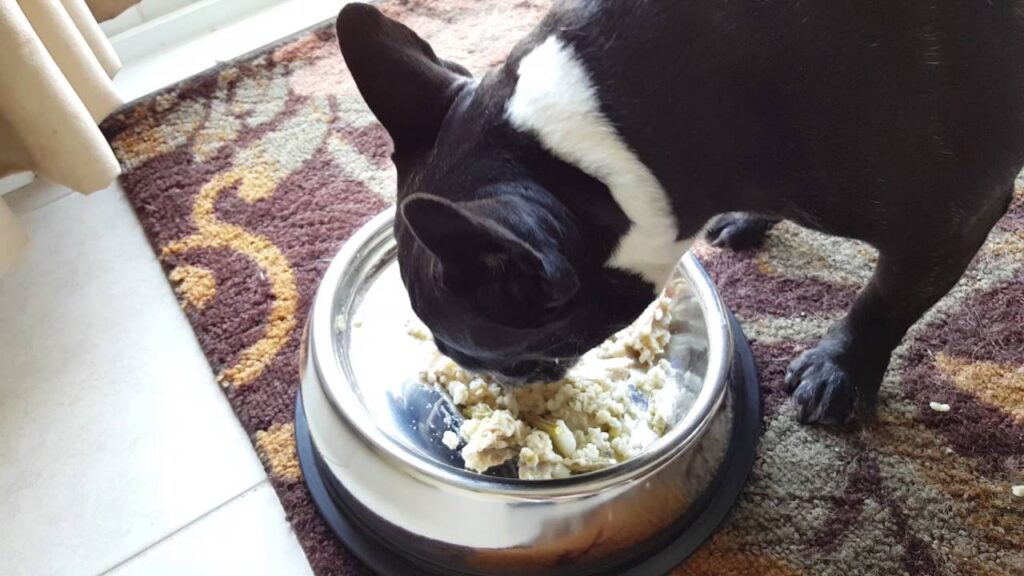 French Bulldog Enjoying Eating From the Enhanced Pet Bowl!
