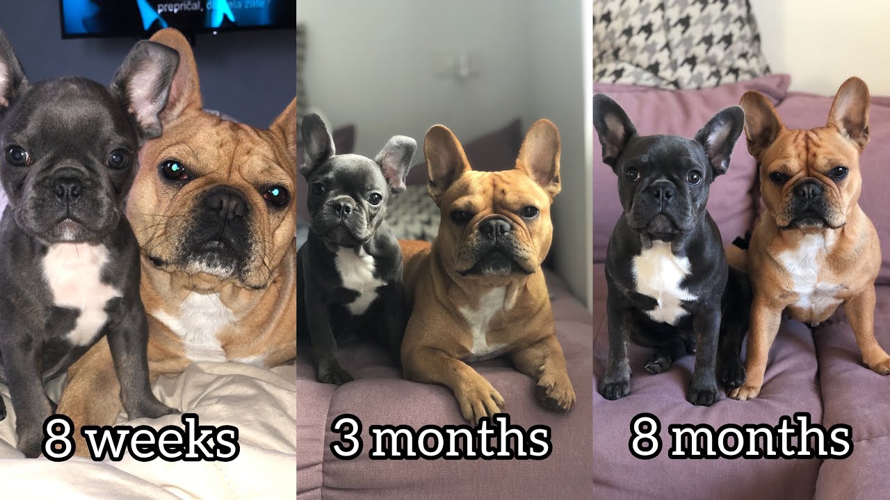 French Bulldog Growing Up From 8 Weeks to 8 Months