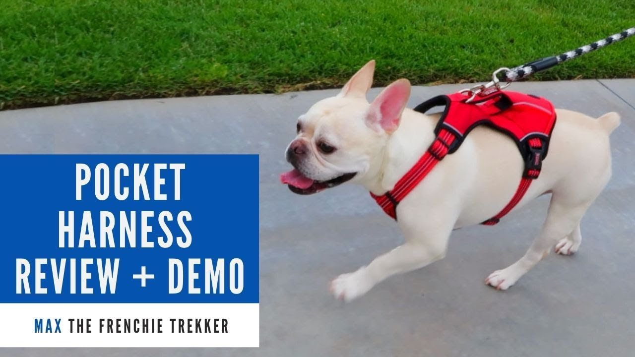 French Bulldog KONG Reflective Pocket Dog Harness Review + Demo | Frenchie Trekker TV