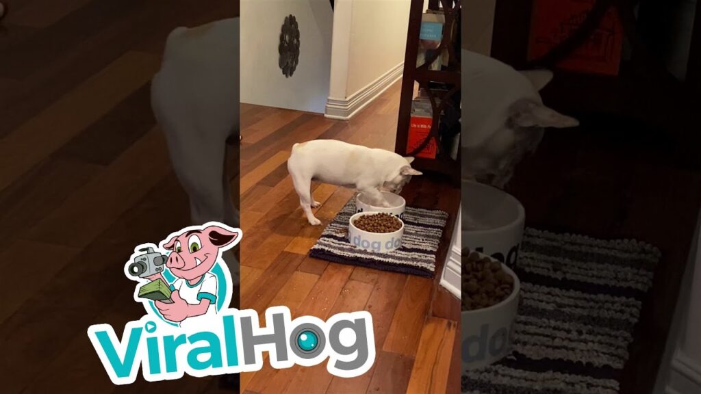 French Bulldog Plays with Water Bowl || ViralHog