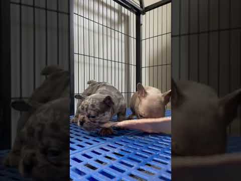 French Bulldog Puppies eating raw diet
