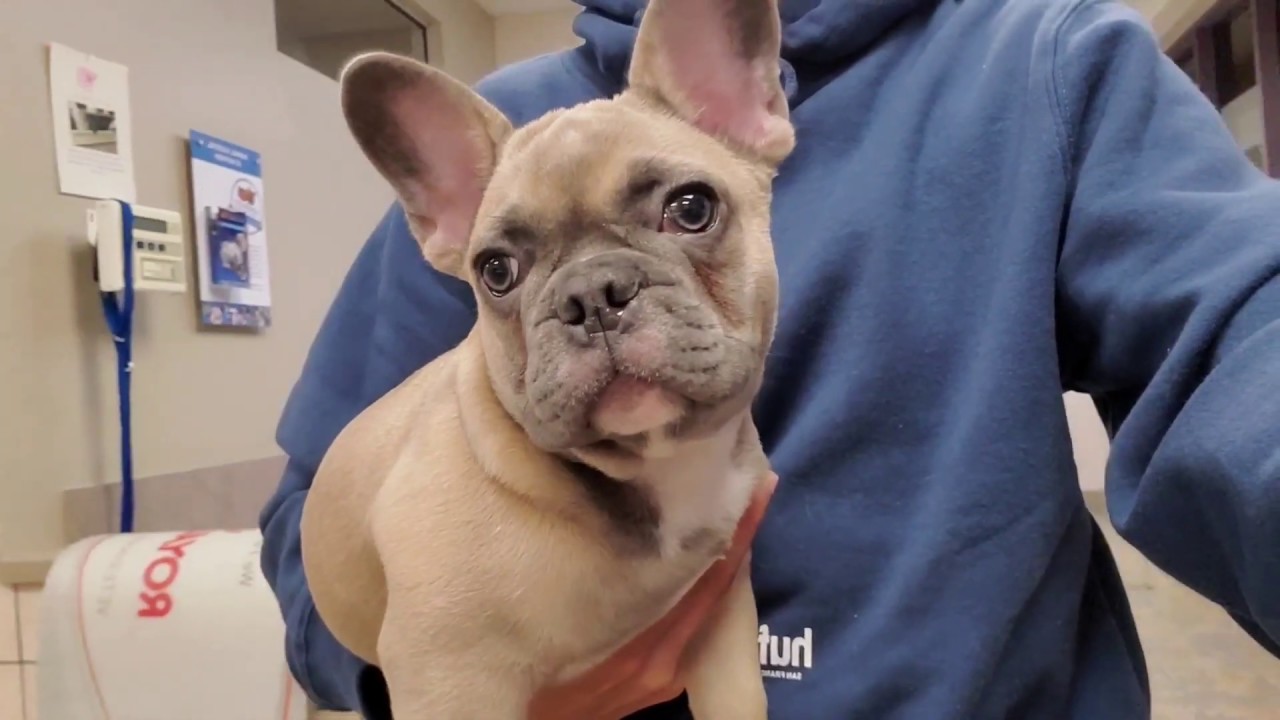 French Bulldog Puppy Gets Ready For VET VISIT