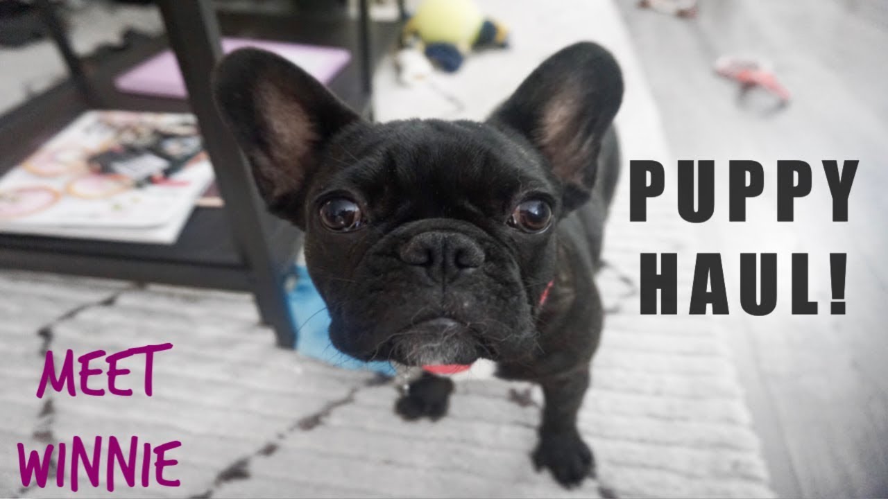 French Bulldog Puppy Haul! | Meet Winnie!