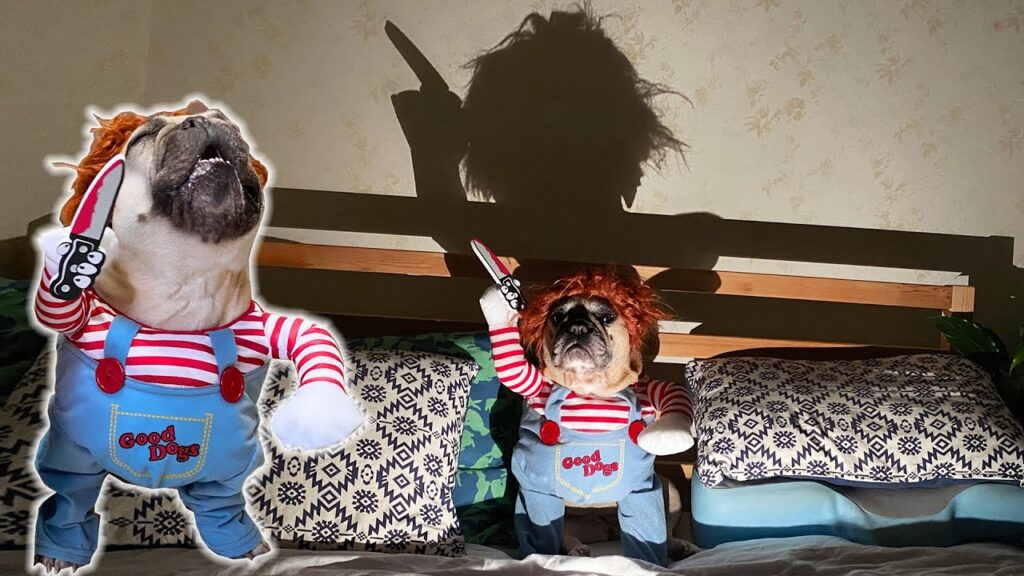 French Bulldog SPOOKY Halloween Prank: What will Chucky Do???