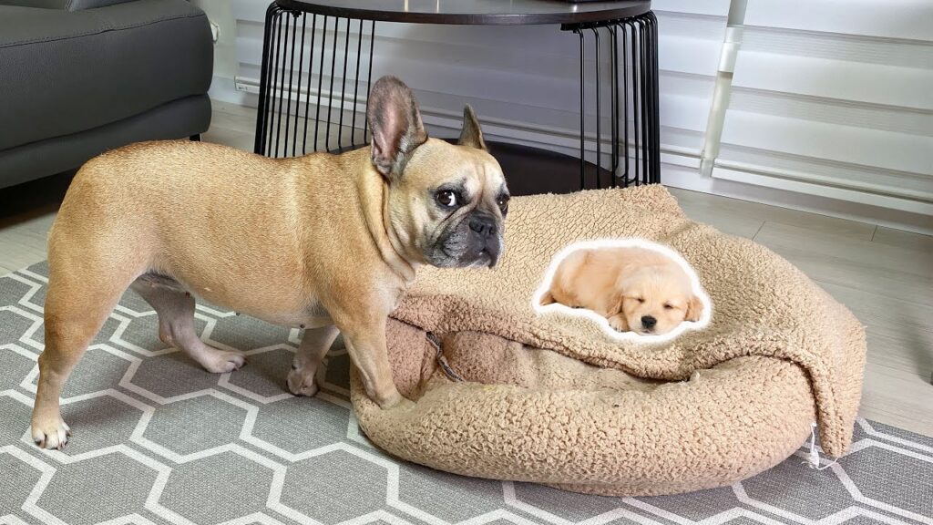 French Bulldog Shocked By Puppy Occupying Her Bed ** FUNNY PRANK