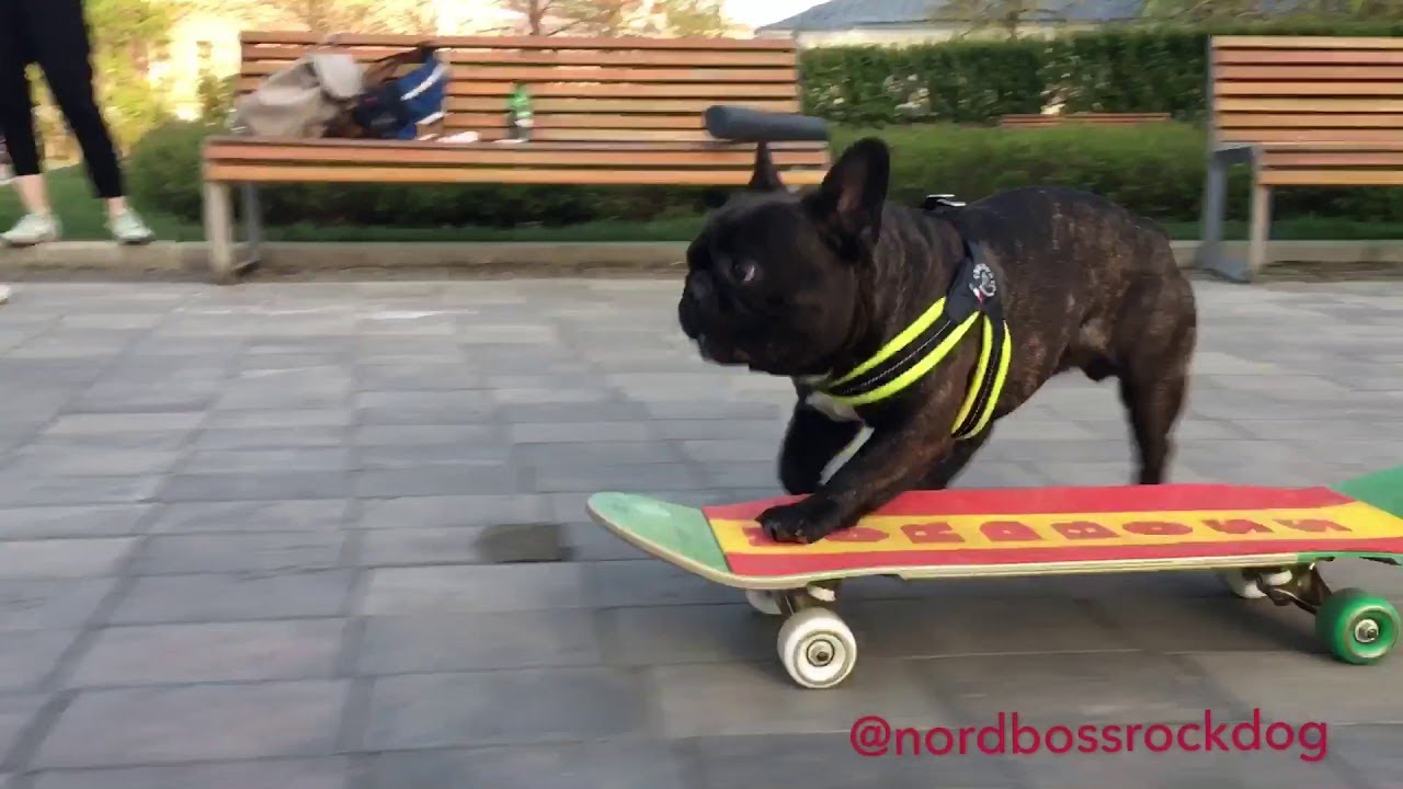 French Bulldog Skateboard like a boss - talented frenchie taking his girlfriend for a ride