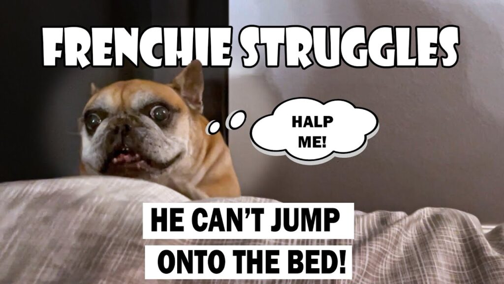 French Bulldog Teddy Can't Get on the Bed!