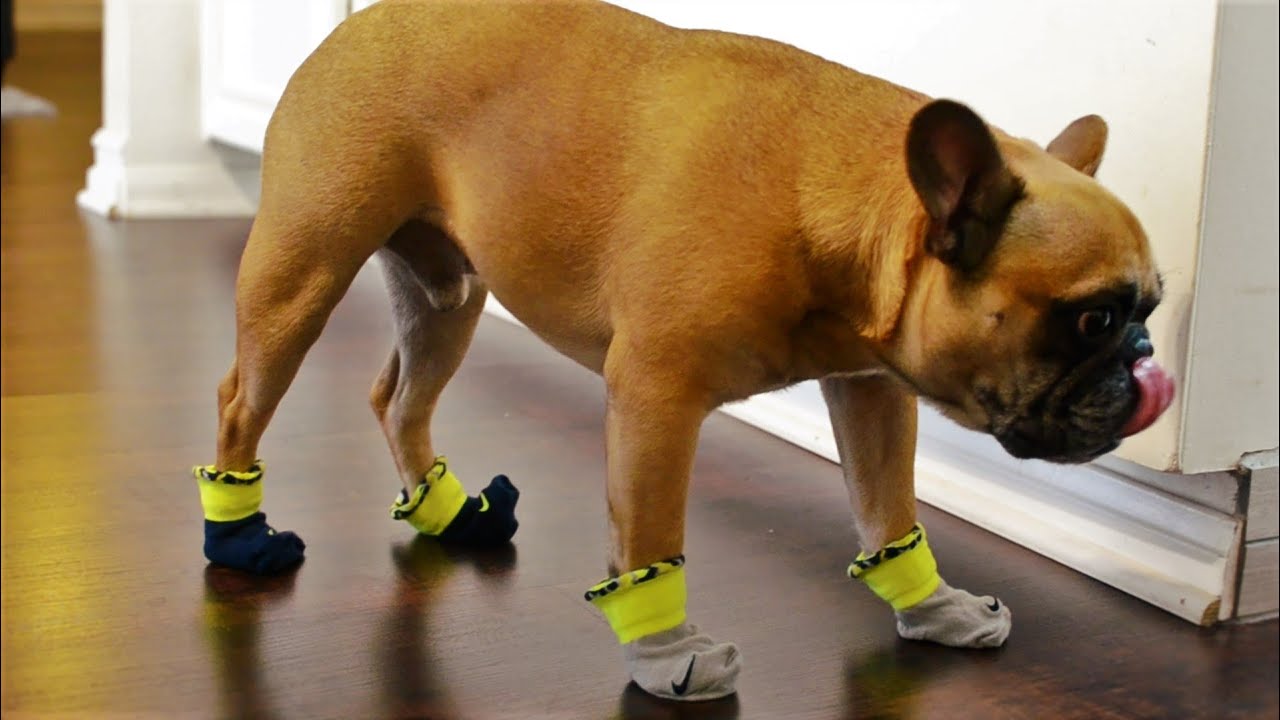 French Bulldog Teddy Tries Out Socks