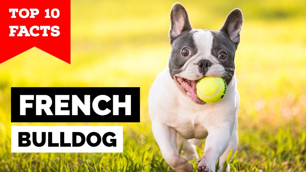 French Bulldog - Top 10 Facts