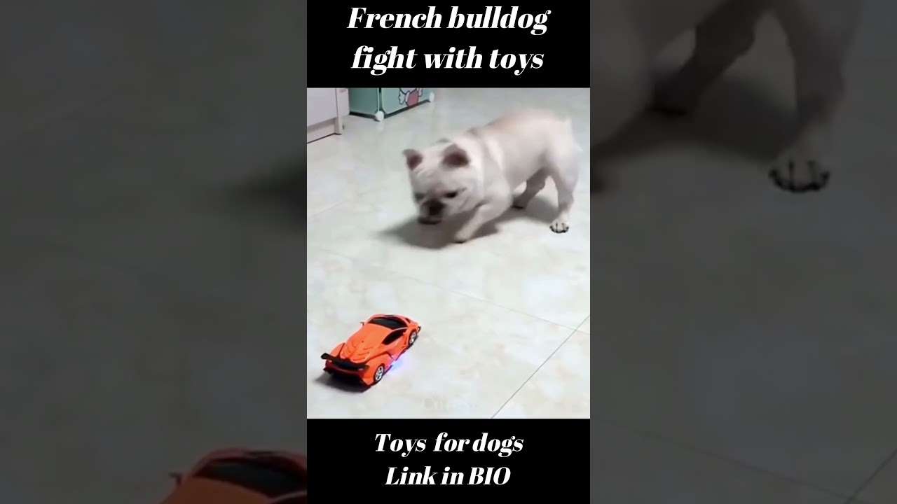 French Bulldog fighting with toys 😂