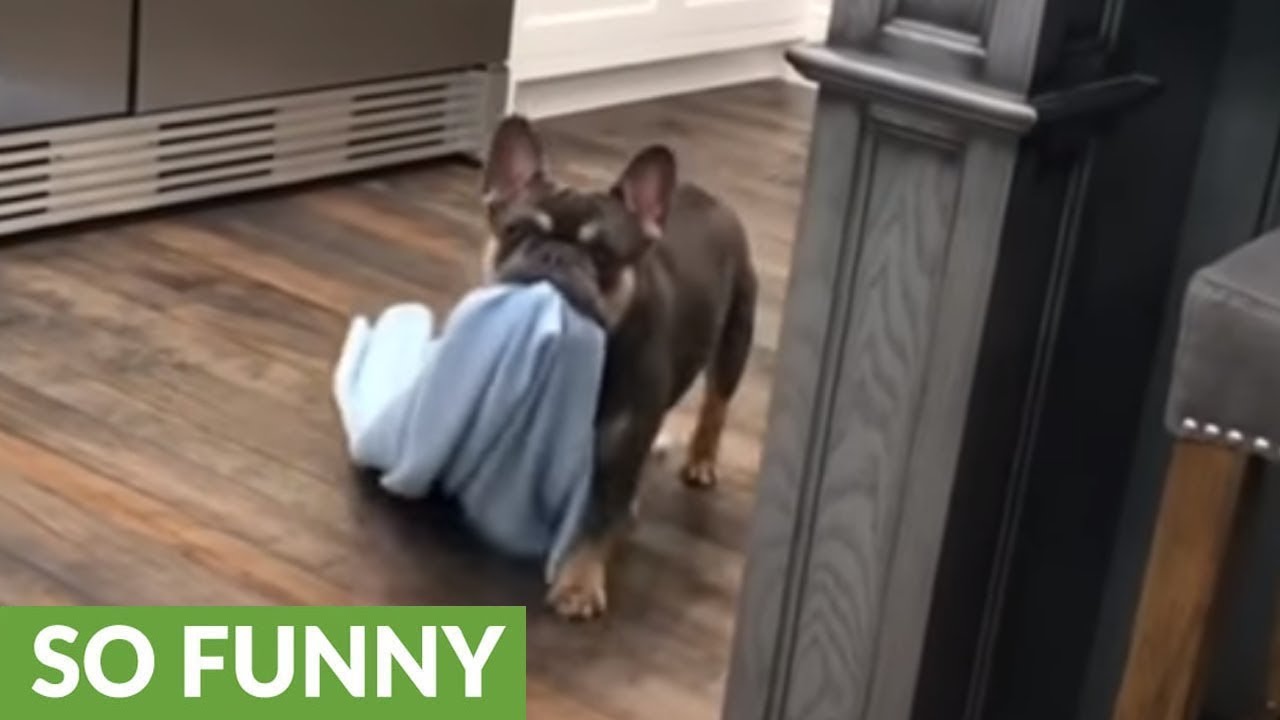 French Bulldog grabs blanket in anticipation for bedtime
