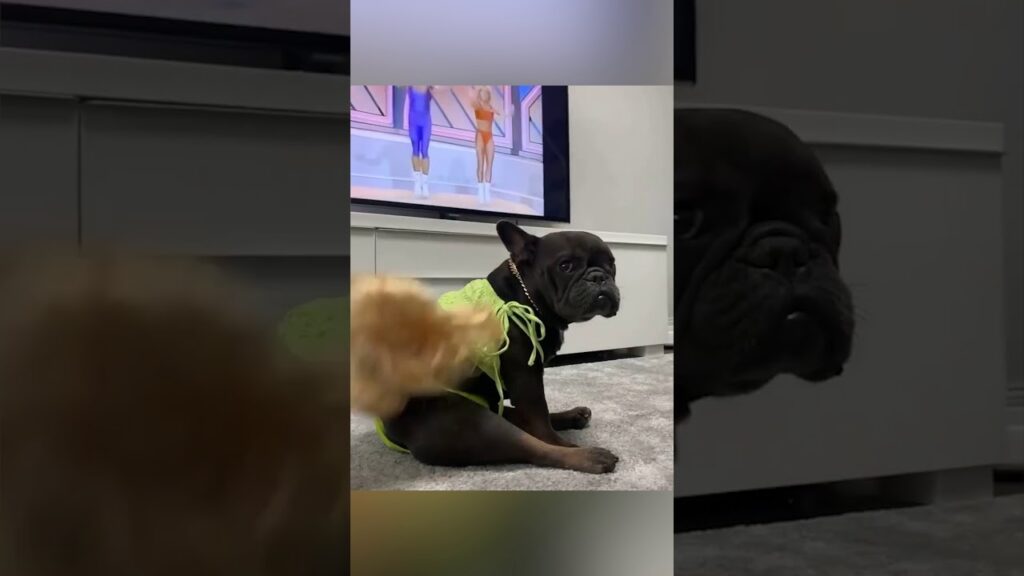 French Bulldog is about to read a book when the music begins