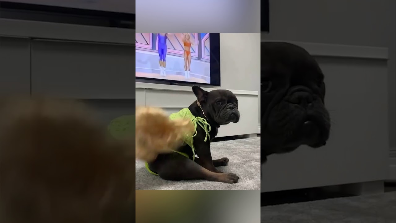 French Bulldog is about to read a book when the music begins