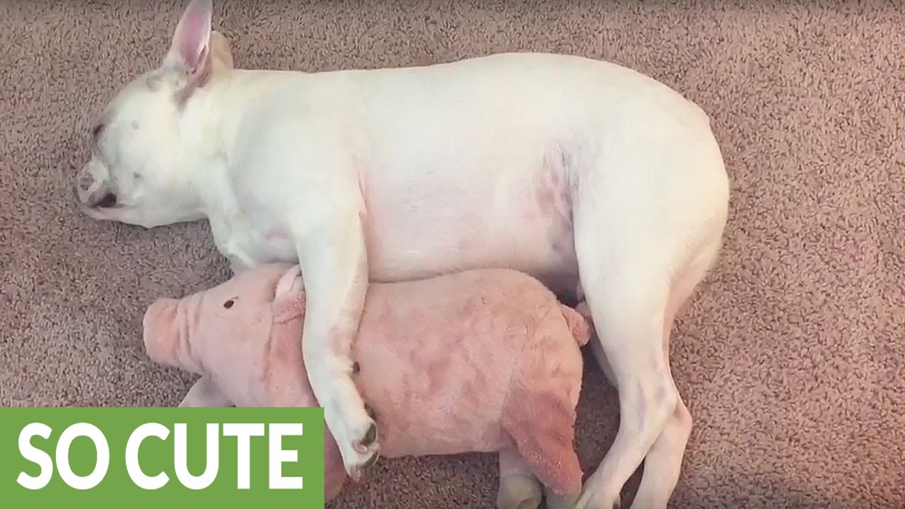 French Bulldog preciously cuddles with favorite stuffed animal